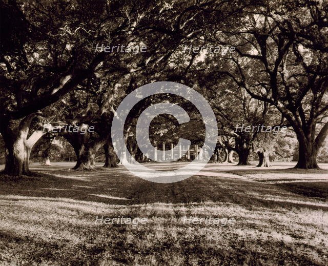 St. James Parish--Oak Alley, Vacherie, 1938. Creator: Frances Benjamin Johnston.