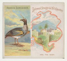 Horned Screamer, from Birds of the Tropics series (N38) for Allen & Ginter Cigarettes, 1889. Creator: Allen & Ginter.