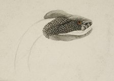 Snake, 1818-c1830. Creator: Unknown.