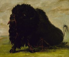 Dying Buffalo, Shot with an Arrow, 1832-1833. Creator: George Catlin.