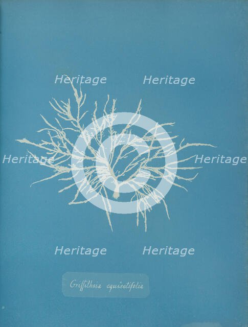 Griffithsia equisetifolia, ca. 1853. Creator: Anna Atkins.