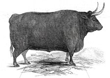 Mr. T. W. Fouracre's 3 yrs. 11 mo. old Devon steer...1845. Creator: Unknown.
