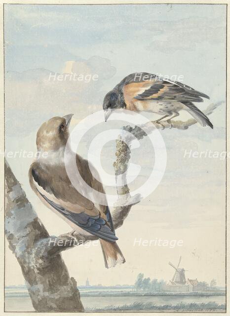 Two birds: an apple finch (coccothraustes coccothraustes) and a keep (fringilla montifringilla), 175 Creator: Aert Schouman.
