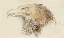 The Head of a common Golden Eagle, from Life, 8 - 11 September 1870. Creator: John Ruskin.