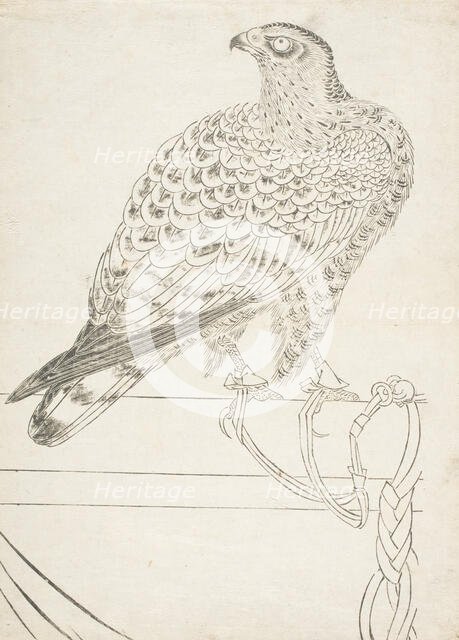 Fighting Hawk, early 18th century. Creator: Unknown.