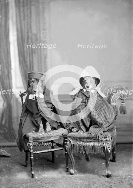 Dogs dressed in clothes, 1930s. Creator: Kirk & Sons of Cowes.