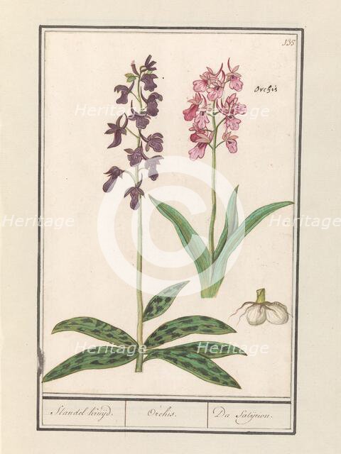 Orchid (Orchidaceae), 1596-1610. Creators: Anselmus de Boodt, Elias Verhulst.