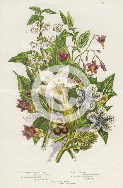 Poisonous plants, c1885. Artist: Unknown