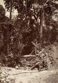 Tropical Scenery, The Brook El Bano, Chipigana, 1871. Creator: John Moran.