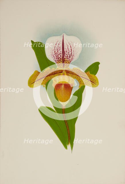 Orchid: Cypridium Luanum, 1907. Creator: Frederick William Bolas.