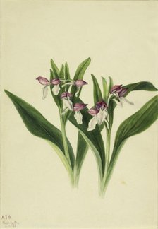 Showy Orchis (Orchis spectabilis), 1926. Creator: Mary Vaux Walcott.