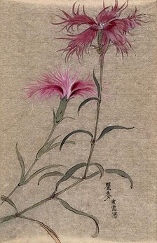 A pink (Dianthus species): flowering stem. Creator: Unknown.
