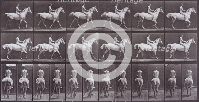Animal Locomotion, Printed 1887. Creator: Eadweard J Muybridge.