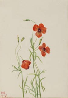 Wind Poppy (Stylomecon heterophylla), 1926. Creator: Mary Vaux Walcott.