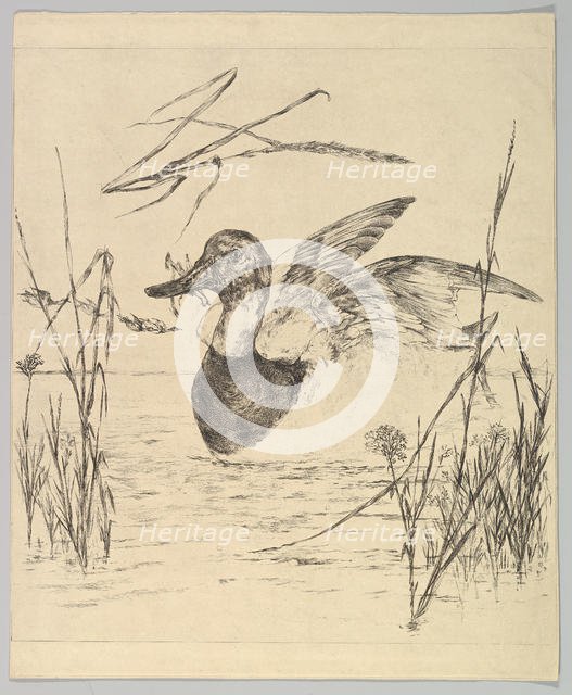 Duck, 1850-1914. Creator: Felix Bracquemond.