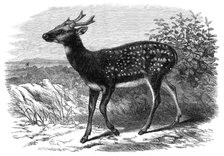 Prince Alfred's Stag, from Singapore, in the Zoological Society's Gardens, 1870. Creator: Unknown.