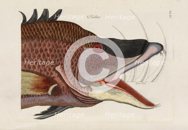 From Piscium, Serpentum, Insectorum, aliorumque nonnullorum animalium, nec non plantarum..., 1740s. Creator: Catesby, Mark (1683-1749).