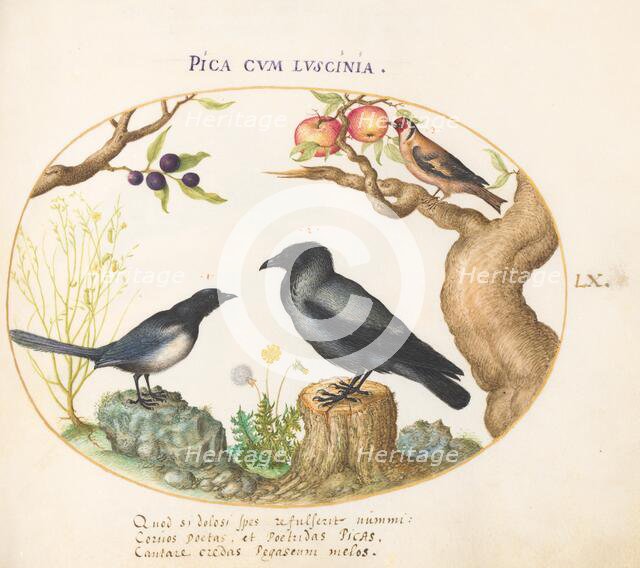 Animalia Volatilia et Amphibia (Aier): Plate LX, c. 1575/1580. Creator: Joris Hoefnagel.