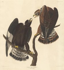 Rough-legged Falcon, 1838. Creator: Robert Havell.