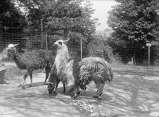 Zoo, Washington, D.C.: Llama, 1916. Creator: Harris & Ewing.