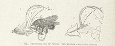 Fertilisation of Plants: the Meadow Sage (Salvia pratensis), 1899.  Creator: Unknown.