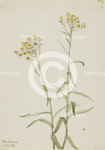 Pearl Everlasting (Anaphalis margaritacea), 1917. Creator: Mary Vaux Walcott.