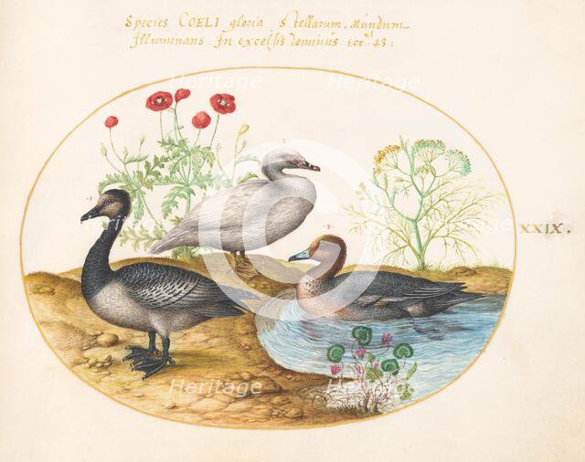 Animalia Volatilia et Amphibia (Aier): Plate XXIX, c. 1575/1580. Creator: Joris Hoefnagel.