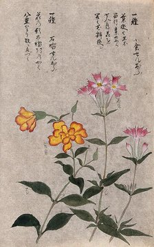 Two plants, one a pink (Dianthus species): flowering stems. Creator: Unknown.