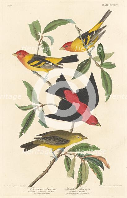 Louisiana Tanager and Scarlet Tanager, 1837. Creator: Robert Havell.