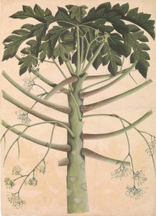 Male Papaya Tree, ca. 1790-1800. Creator: Unknown.