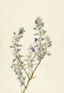 Death Valley Sage (Salvia funerea), ca. early 1930s. Creator: Mary Vaux Walcott.