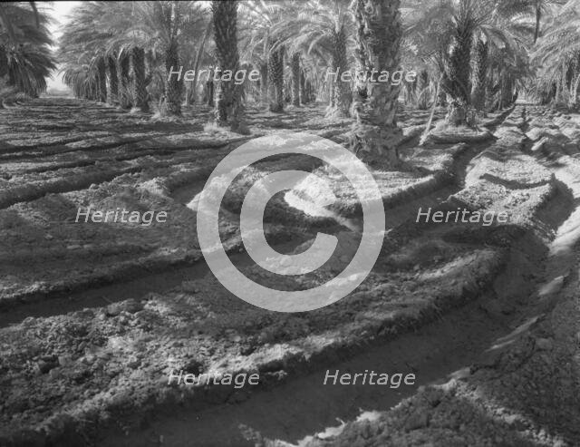 Date palms, Coachella Valley, California, 1937. Creator: Dorothea Lange.