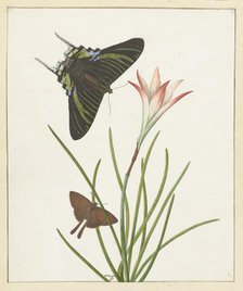 Two butterflies with a lily, 1747-1802. Creator: Paulus Knogh.