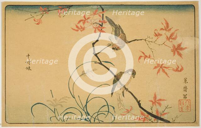Society Finches (Jushimatsu), Japan, 1790s. Creator: Kitao Masayoshi.