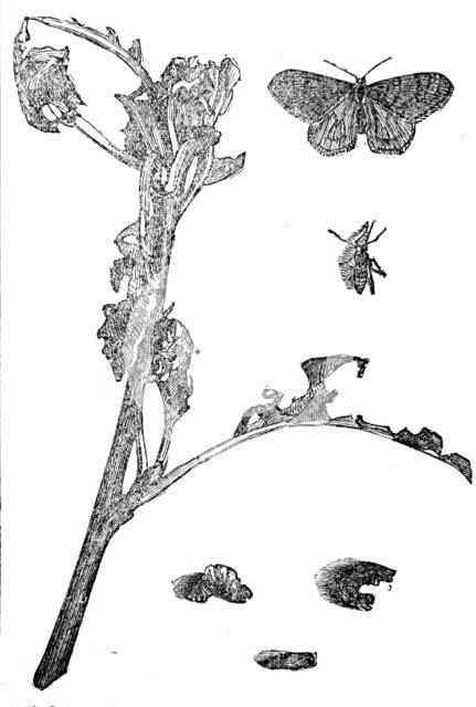 Winter Moths, 1858. Creator: Unknown.