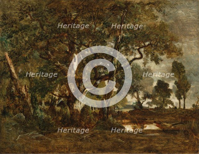 Forest of Fontainebleau, Cluster of Tall Trees Overlooking the Plain of Clair..., about 1849-1852. Creator: Theodore Rousseau.