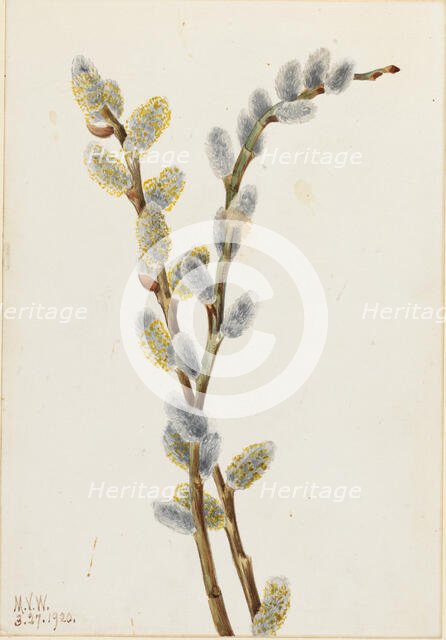 Pussy Willow (Salix discolor), 1920. Creator: Mary Vaux Walcott.