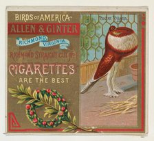 Pouter Pigeon, from the Birds of America series (N37) for Allen & Ginter Cigarettes, 1888. Creator: Allen & Ginter.