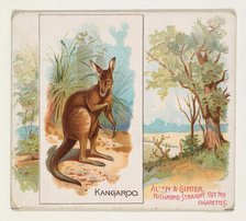 Kangaroo, from Quadrupeds series (N41) for Allen & Ginter Cigarettes, 1890. Creator: Allen & Ginter.