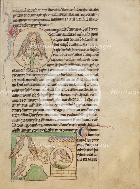 Turtledoves; Doves; Northumberland Bestiary, about 1250-1260. Creator: Unknown.