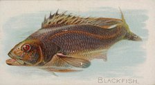 Blackfish, from the Fish from American Waters series (N8) for Allen & Ginter Cigarettes Br..., 1889. Creator: Allen & Ginter.