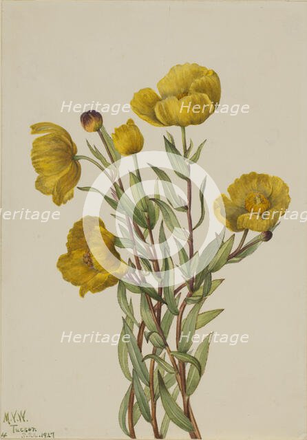 Bushpoppy (Dendromecon rigidum), 1927. Creator: Mary Vaux Walcott.