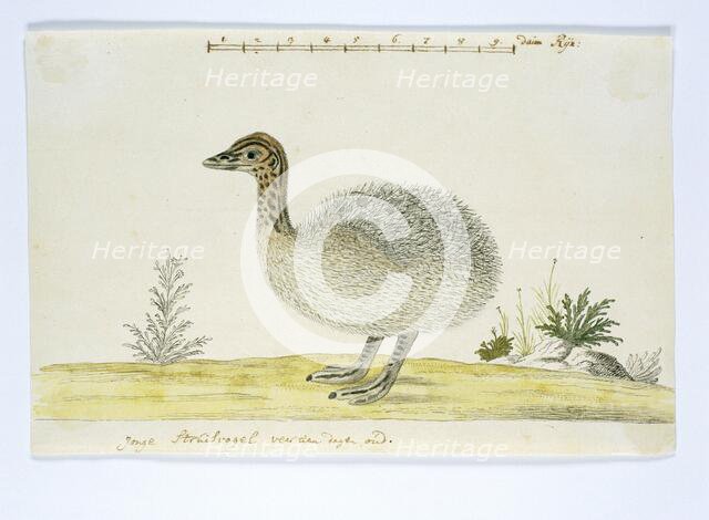Struthio camelus (Common ostrich), 1777-1786. Creator: Robert Jacob Gordon.
