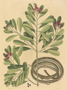The Ribbon Snake (Coluber saurita), published 1731-1743. Creator: Mark Catesby.