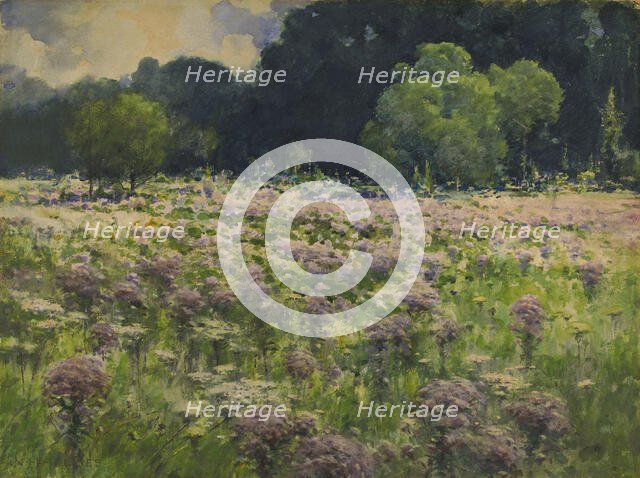 Field of Joe Pie Weeds (Pride of the Meadow), n.d. Creator: William Henry Holmes.