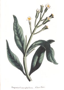 Eugenia caryophyllata - clove tree, 1823. Artist: Unknown