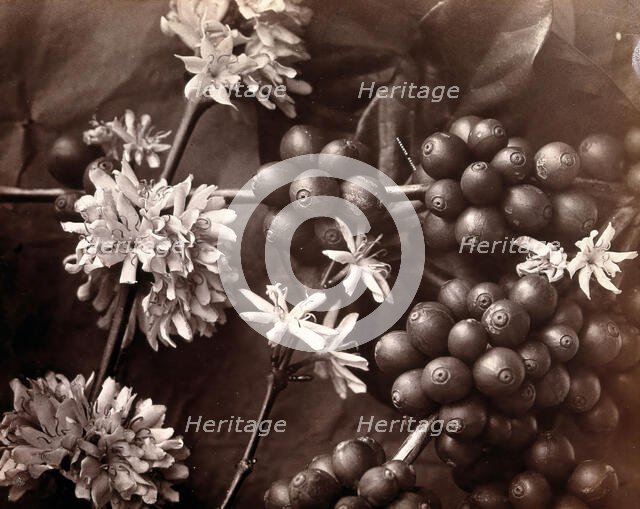 The blossom and fruit of a coffee tree (Coffea arabica), c1860s. Creator: Unknown.