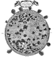 Christopher Scheiner's illustration of his idea of the surface of the sun, 1635. Artist: Unknown