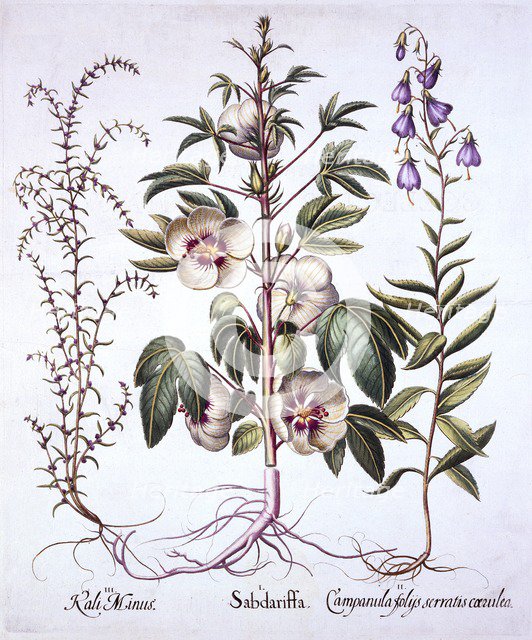 Jamaica Sorrel, Bellflower and Prickly Saltwort, from 'Hortus Eystettensis', by Basil Besler (1561-1