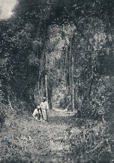 'Estrada de Rodagem do Alto Parana', 1895. Artist: Francisco Henszler.